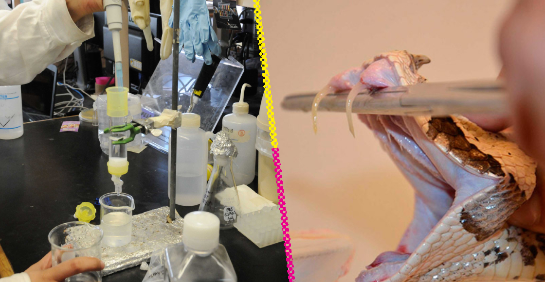 investigadores-unam-antiveneno-contra-mordeduras-serpientes-africa-destacada