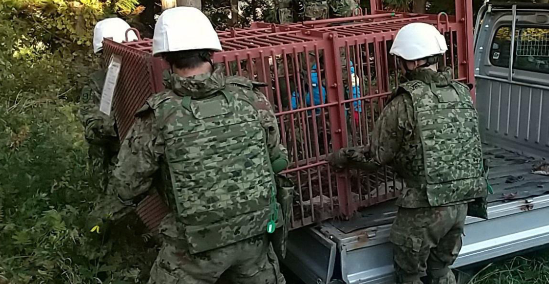 japon-despliega-militares-ataques-osos-personas-muertas-heridas-1