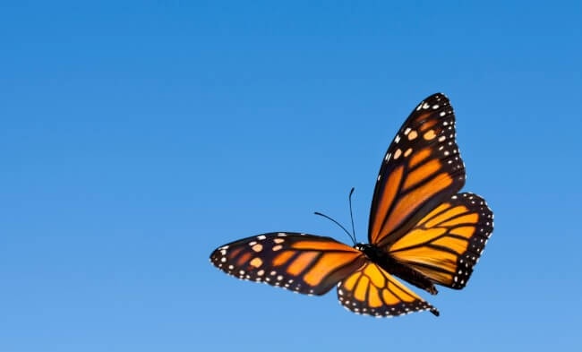 Buenas noticias: La primer mariposa monarca con transmisor satelital completó su viaje