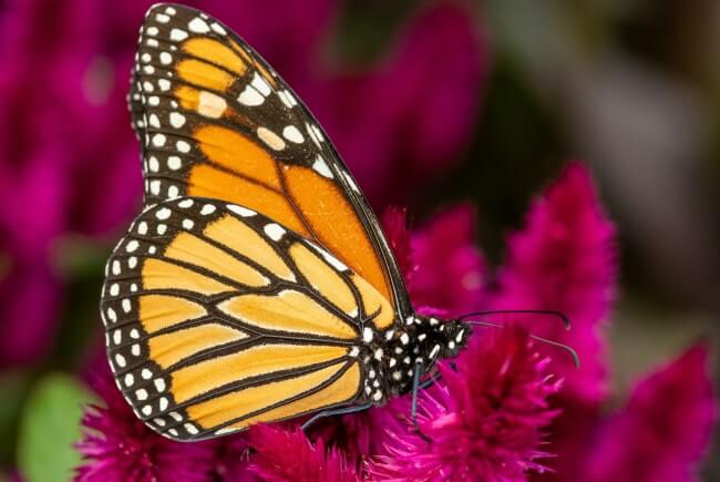 Buenas noticias: La primer mariposa monarca con transmisor satelital completó su viaje