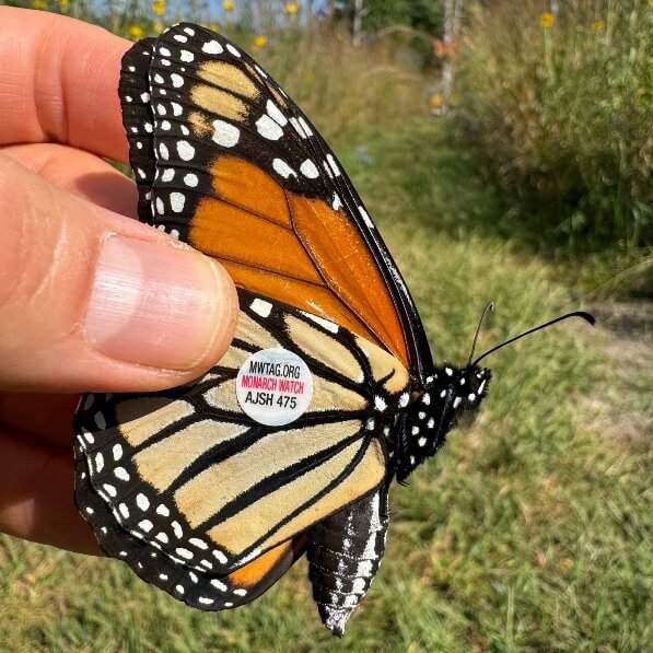 Buenas noticias: La primer mariposa monarca con transmisor satelital completó su viaje