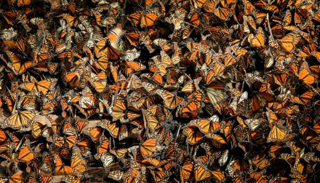 Buenas noticias: La primer mariposa monarca con transmisor satelital completó su viaje