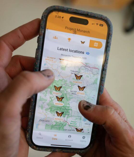 Buenas noticias: La primer mariposa monarca con transmisor satelital completó su viaje