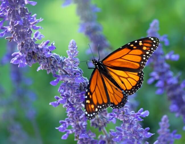 Buenas noticias: La primer mariposa monarca con transmisor satelital completó su viaje