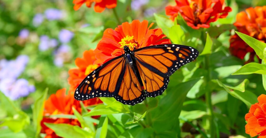Buenas noticias: La primer mariposa monarca con transmisor satelital completó su viaje
