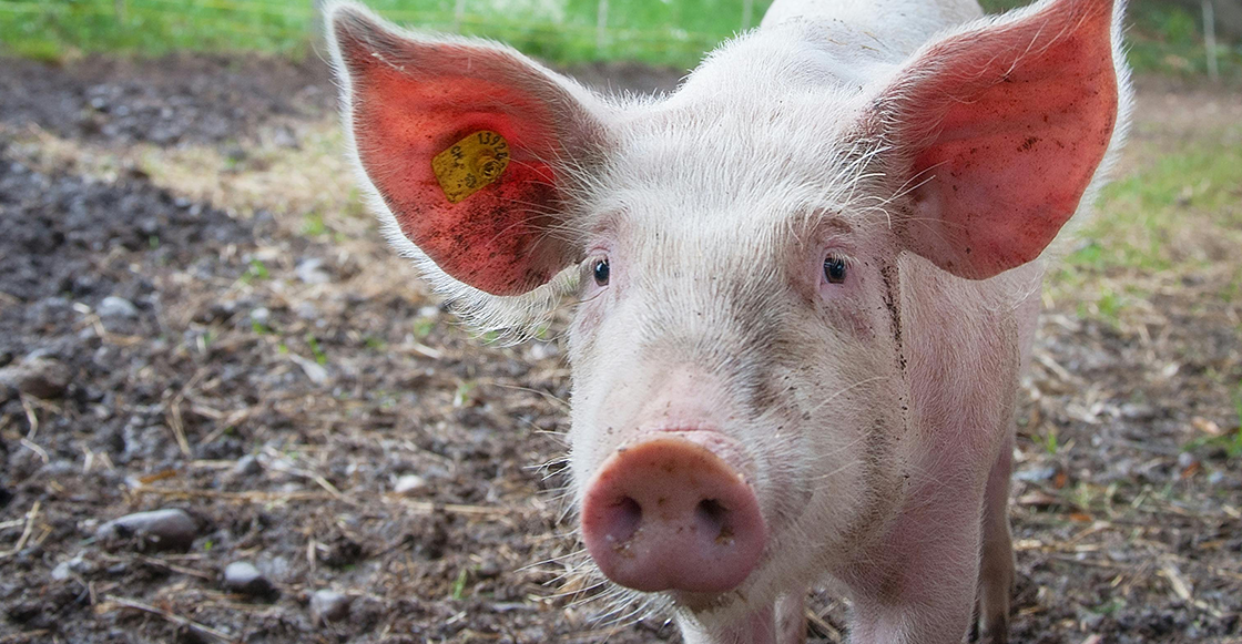 México prohibe importaciones de productos de origen porcícola por la peste porcina africana