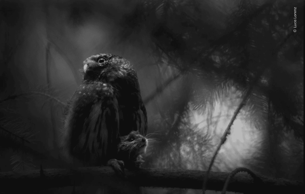 Ganadoras del Wilde Life Photografer of the Year 