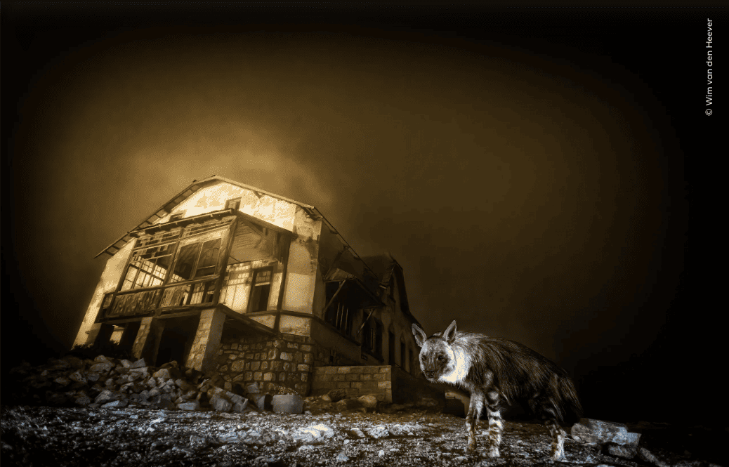 Ganadoras del Wilde Life Photografer of the Year 