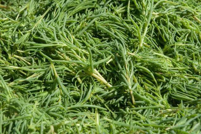 Recetarios para la cena navideña presenta: 5 maneras fantásticas para preparar Romeritos