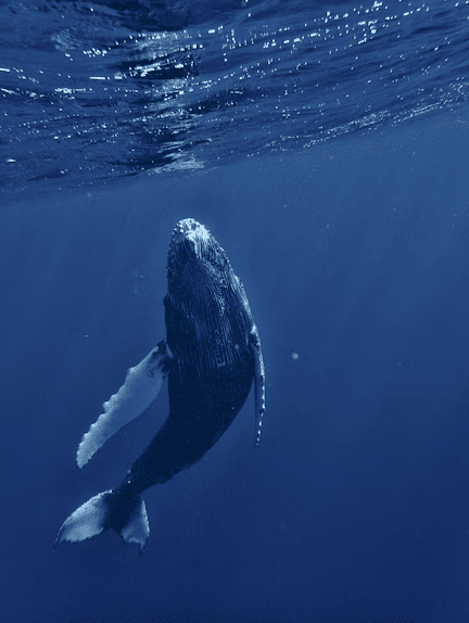 Colección de datos curiosos para la Cena de Navidad