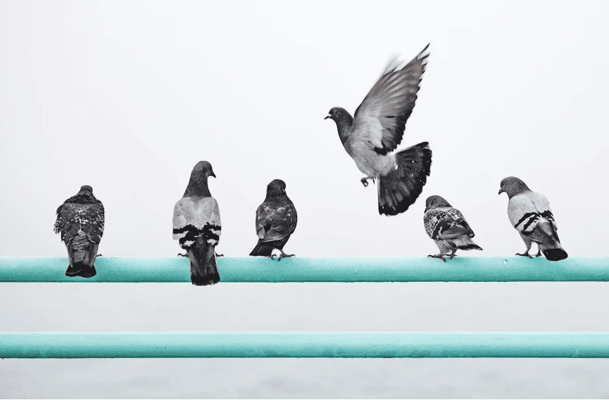 Colección de datos curiosos para la Cena de Navidad