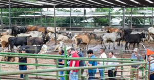 El 2025 cerrará con casi 700 casos activos de gusano barrenador