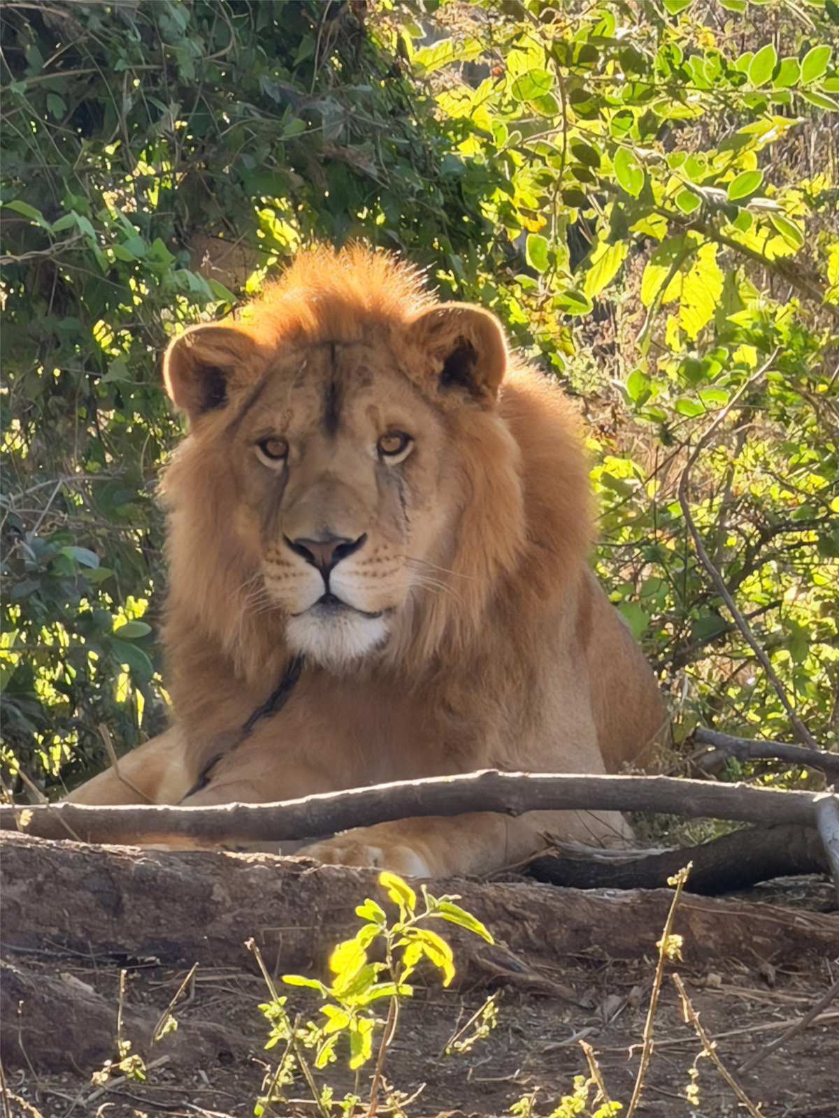 Dejan a un león amarrado en un campo de Nayarit sin garras y con lesiones