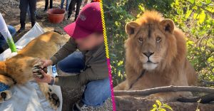Dejan a un león amarrado en un campo de Nayarit sin garras y con lesiones