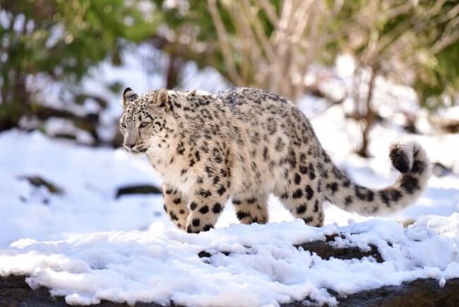 De cómo un leopardo escaló el Everest y vio el paisaje