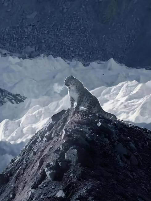 De cómo un leopardo escaló el Everest y vio el paisaje