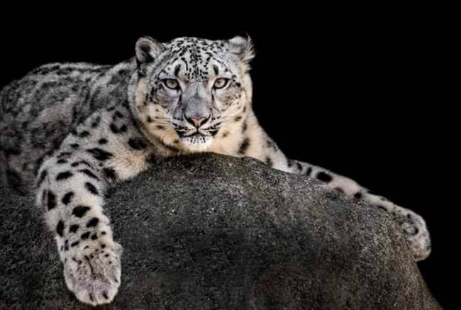 De cómo un leopardo escaló el Everest y vio el paisaje