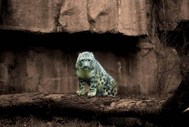 De cómo un leopardo escaló el Everest y vio el paisaje