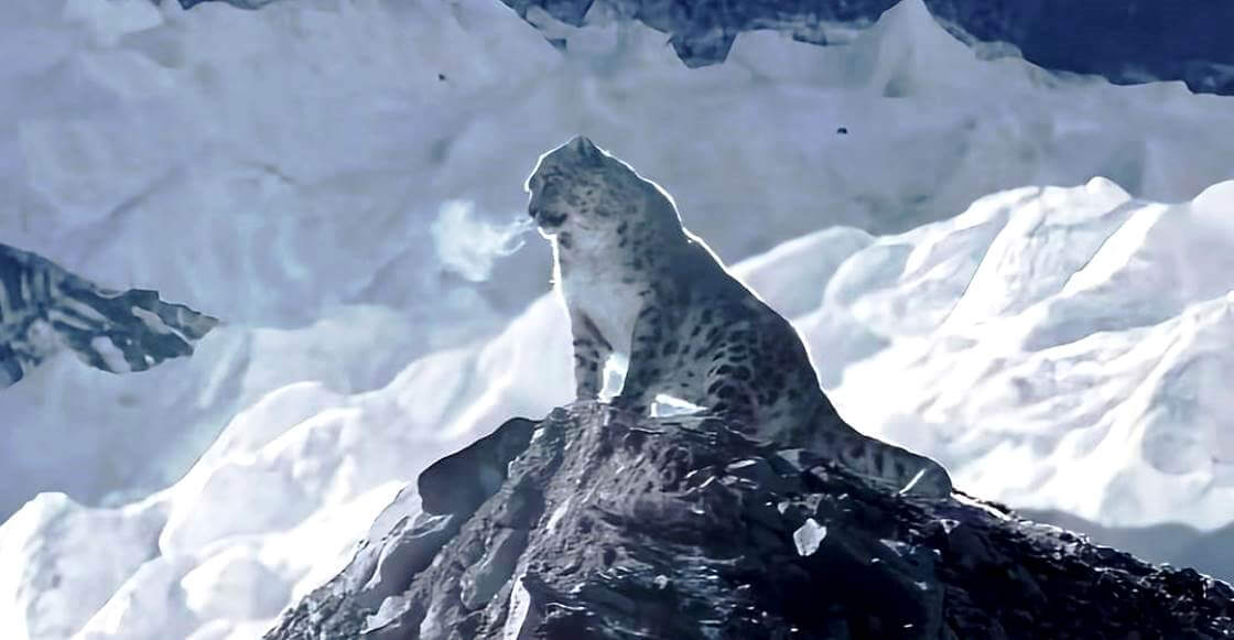 De cómo un leopardo escaló el Everest y vio el paisaje