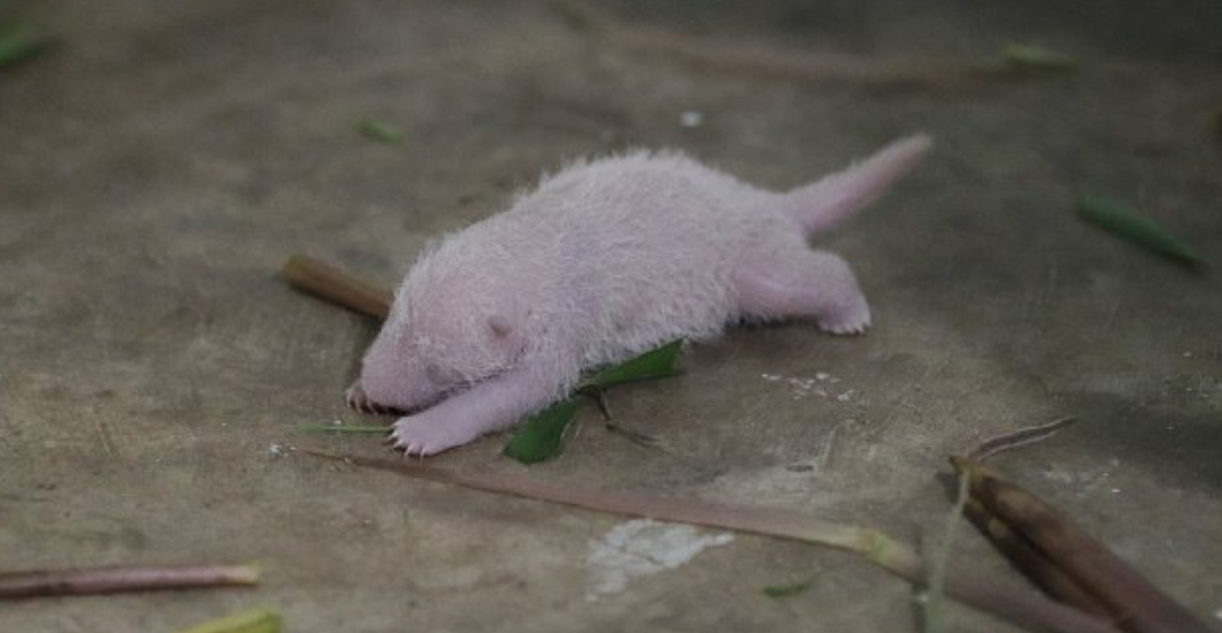 primer-nacimiento-panda-gigante-indonesia-1
