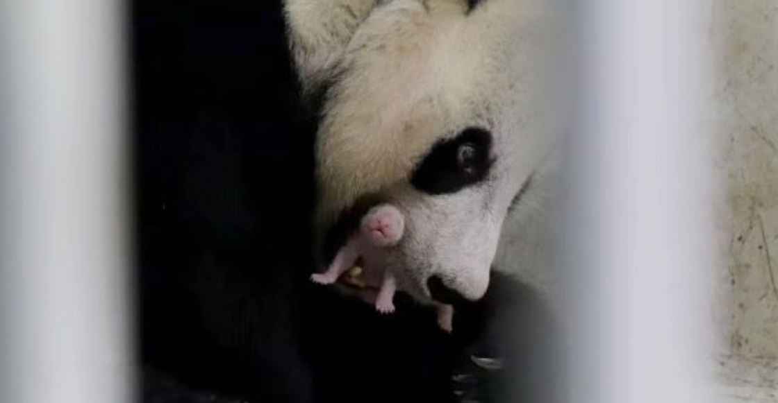 primer-nacimiento-panda-gigante-indonesia-2
