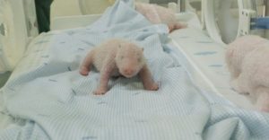 primer-nacimiento-panda-gigante-indonesia
