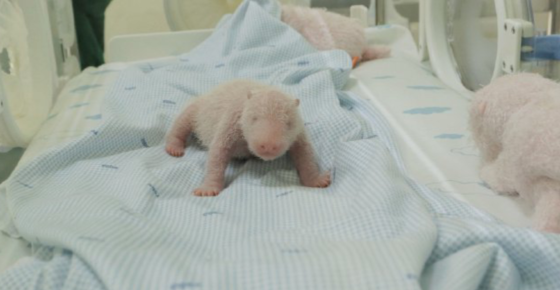 primer-nacimiento-panda-gigante-indonesia