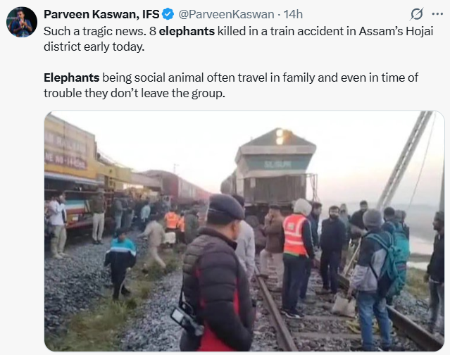 Ay, no: 7 elefantes murieron al ser arrollados por un tren que descarriló en India