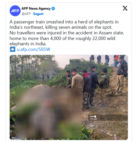 Ay, no: 7 elefantes murieron al ser arrollados por un tren que descarriló en India