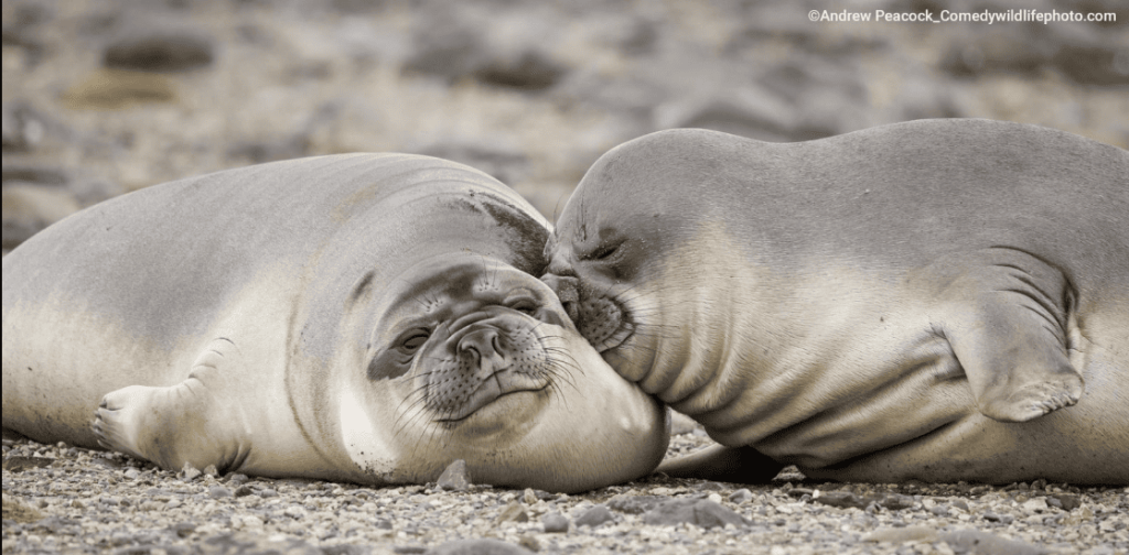 Las ganadoras del Comedy Wilde Life Awards