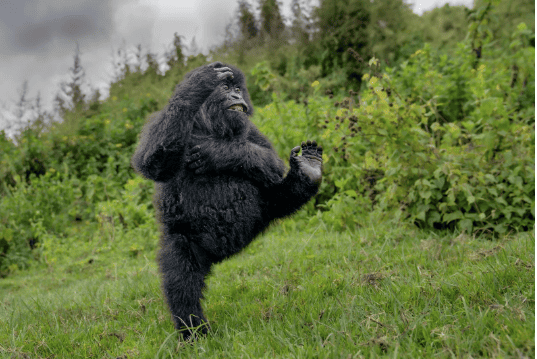 Las ganadoras del Comedy Wilde Life Awards