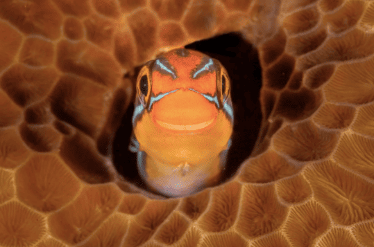 Las ganadoras del Comedy Wilde Life Awards