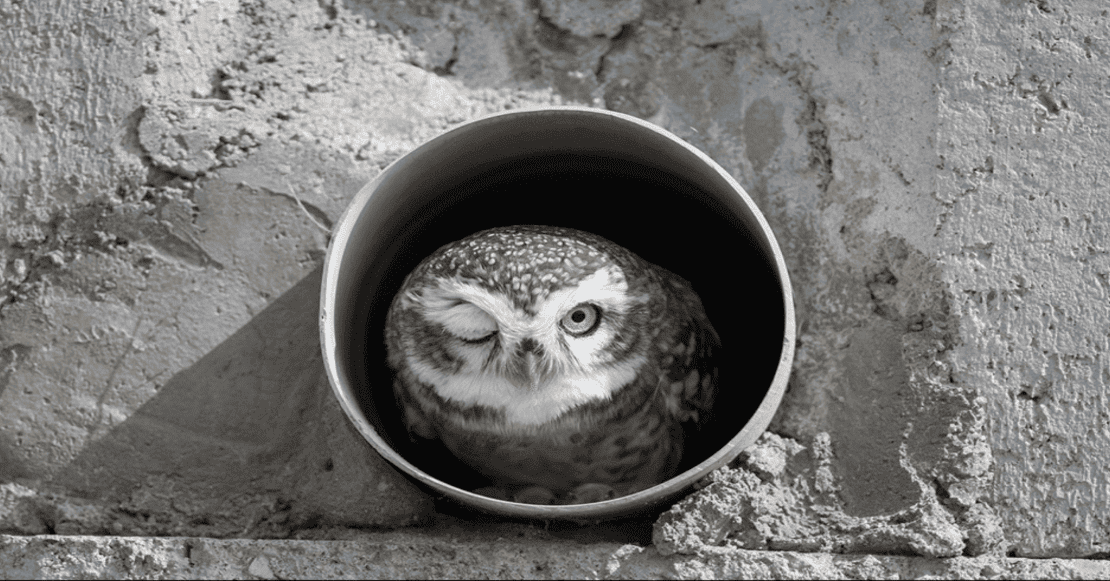 Para reír y ver animalitos tiernos: las ganadoras del Comedy Wildlife Photography Awards