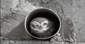 Las ganadoras del Comedy Wilde Life Awards