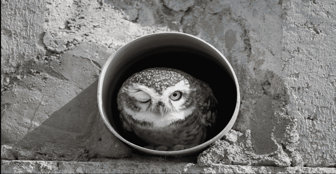 Las ganadoras del Comedy Wilde Life Awards