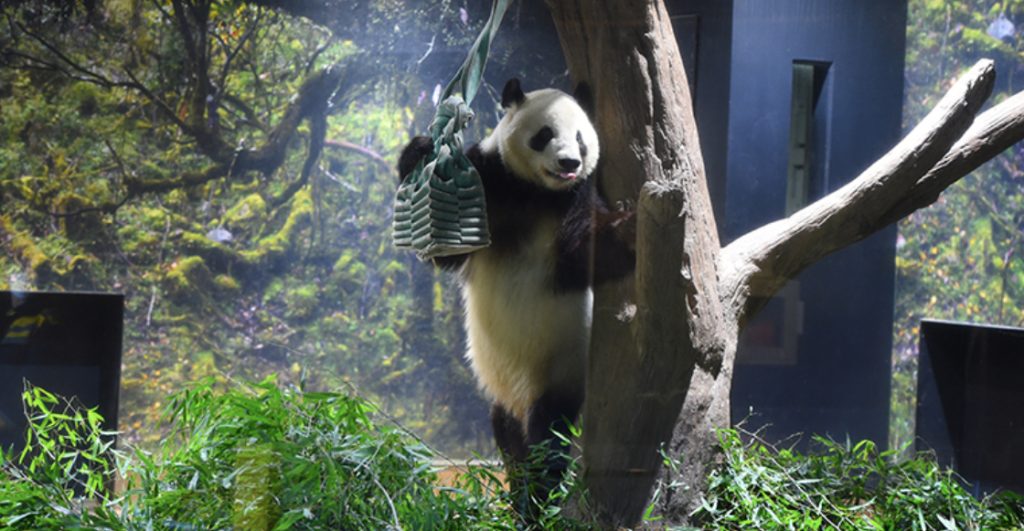 japon-dice-adios-ultimos-dos-pandas-regresan-china