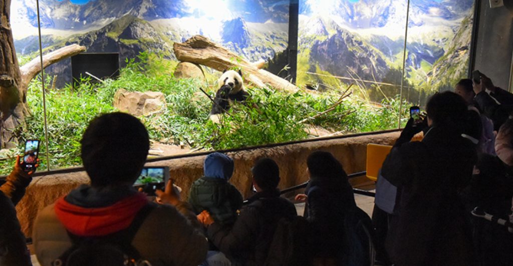 japon-dice-adios-ultimos-dos-pandas-regresan-china-2