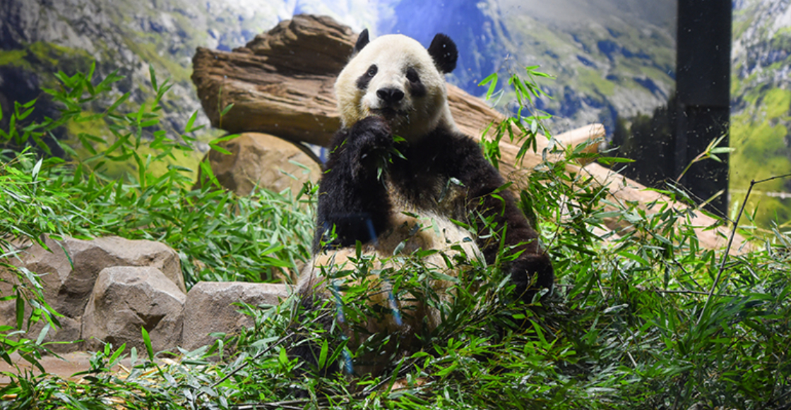 japon-dice-adios-ultimos-dos-pandas-regresan-china-destacad