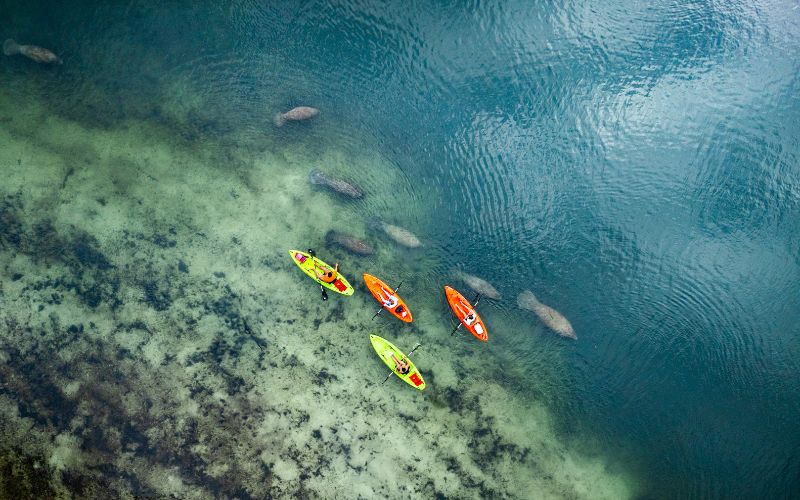 kayak y avistamiento de manaties en florida