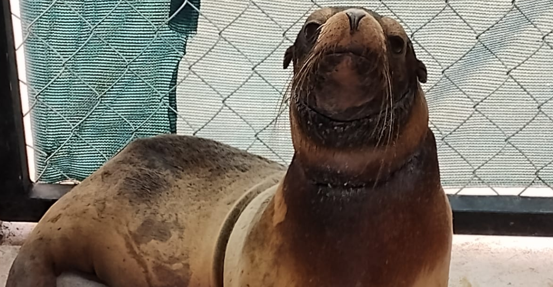 Profepa informa que el Lobo Marino rescatado en Sonora presenta desnutrición