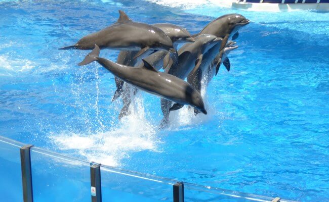 Hermosas noticias: México liberó a 350 delfines que estaban en cautiverio