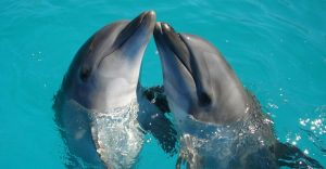 Hermosas noticias: México liberó a 350 delfines que estaban en cautiverio