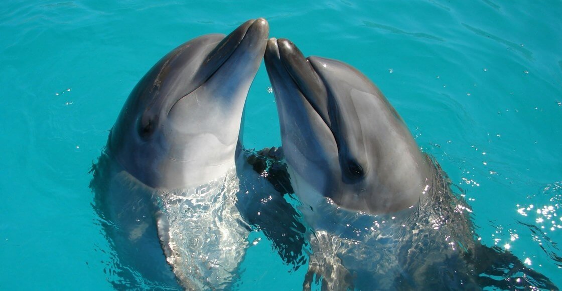 Hermosas noticias: México liberó a 350 delfines que estaban en cautiverio