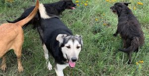 refugio franciscano 1