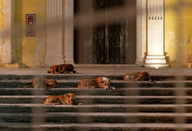 Algunas reglas que debes tener en cuenta antes de adoptar un perrito de la calle