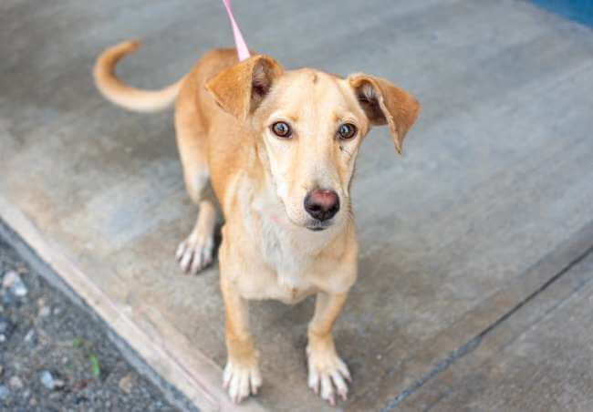 Algunas reglas que debes tener en cuenta antes de adoptar un perrito de la calle