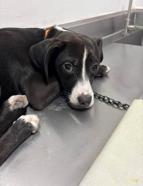 Algunas reglas que debes tener en cuenta antes de adoptar un perrito de la calle