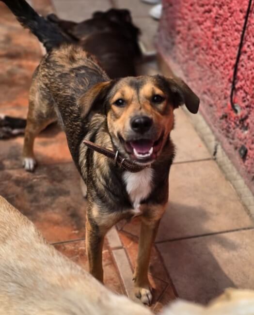 Algunas reglas que debes tener en cuenta antes de adoptar un perrito de la calle