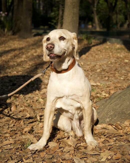 Algunas reglas que debes tener en cuenta antes de adoptar un perrito de la calle