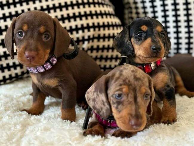 Algunas reglas que debes tener en cuenta antes de adoptar un perrito de la calle